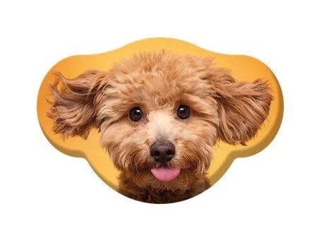 Spilvens.Toy Poodle.